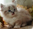 Munchkin kittens for sale